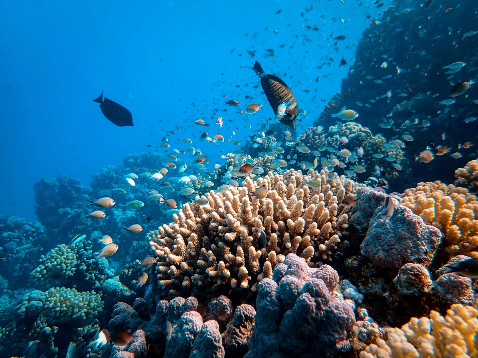 Colourful coral reef teeming with tropical fish